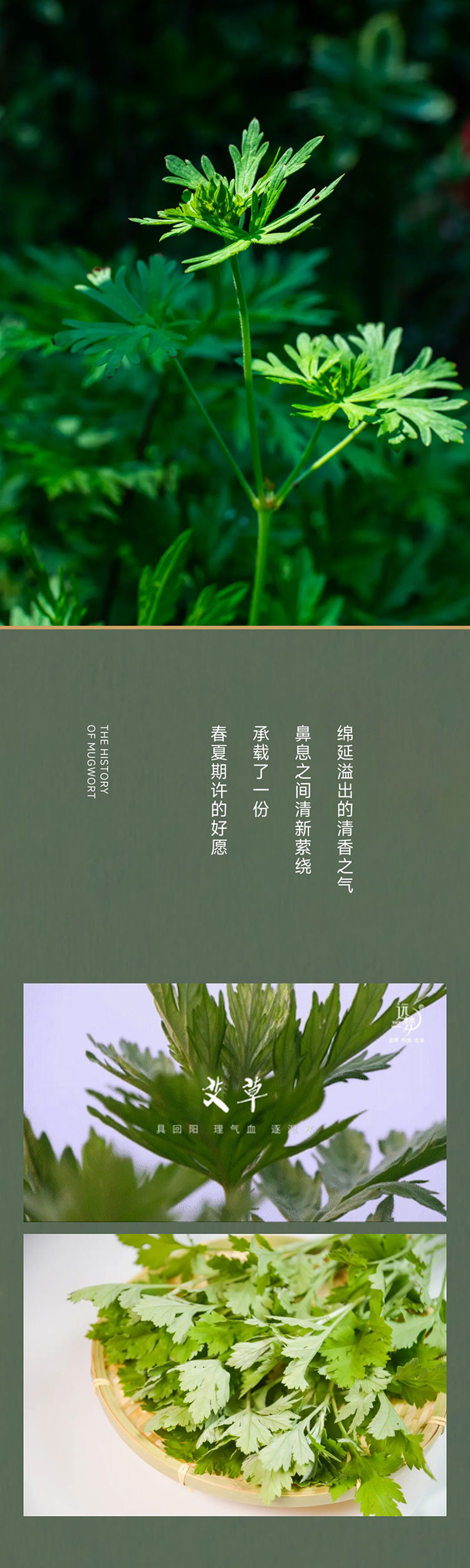 端午艾、艾草这么用有新发现