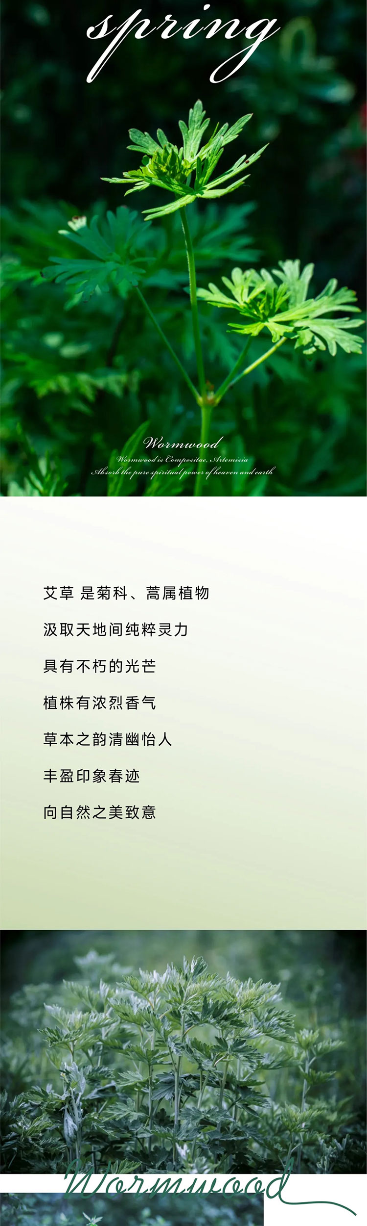 YOURMOON 龙八long8人生就是博2022春夏艾草系列发布